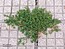 Polygonum arenastrum