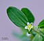 Polygonum arenastrum