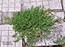 Polygonum arenastrum
