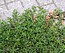 Polygonum arenastrum