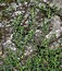 Polygonum arenastrum