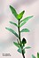 Polygonum arenastrum