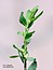 Polygonum arenastrum