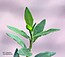 Polygonum arenastrum