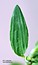Polygonum arenastrum
