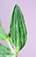 Polygonum arenastrum