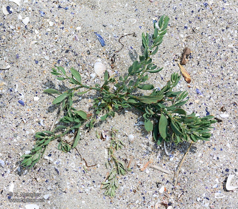 Polygonum maritimum