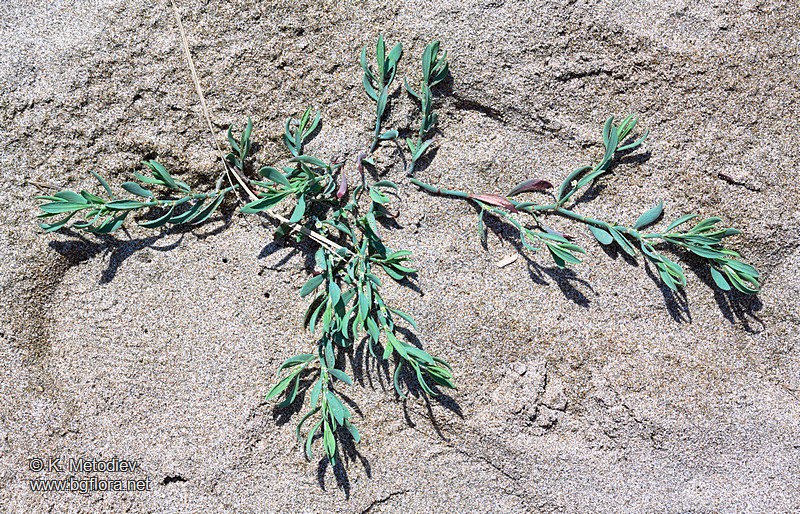 Polygonum maritimum