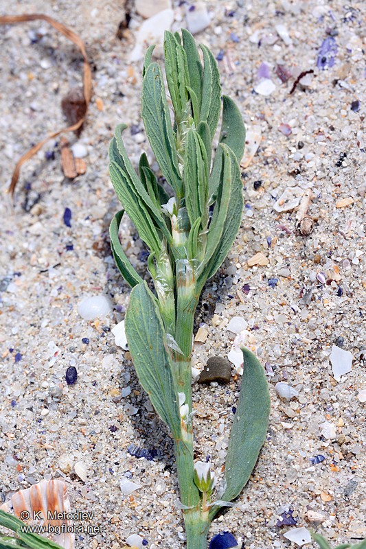 Polygonum maritimum