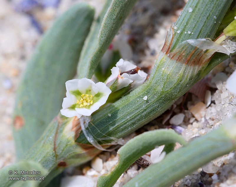 Polygonum maritimum