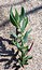 Polygonum maritimum