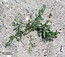 Polygonum maritimum