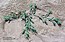 Polygonum maritimum