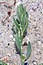 Polygonum maritimum