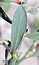 Polygonum maritimum