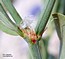 Polygonum maritimum