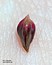 Polygonum maritimum
