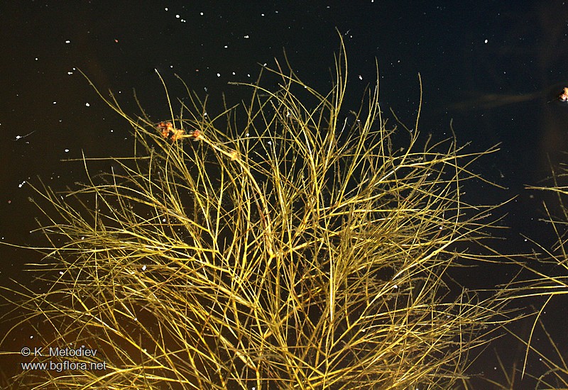 Potamogeton pectinatus