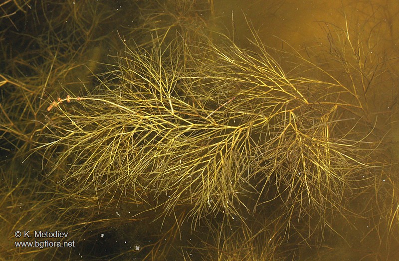 Potamogeton pectinatus