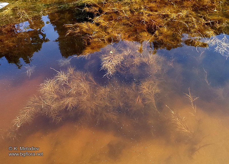 Potamogeton pectinatus
