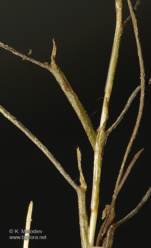 Potamogeton pectinatus