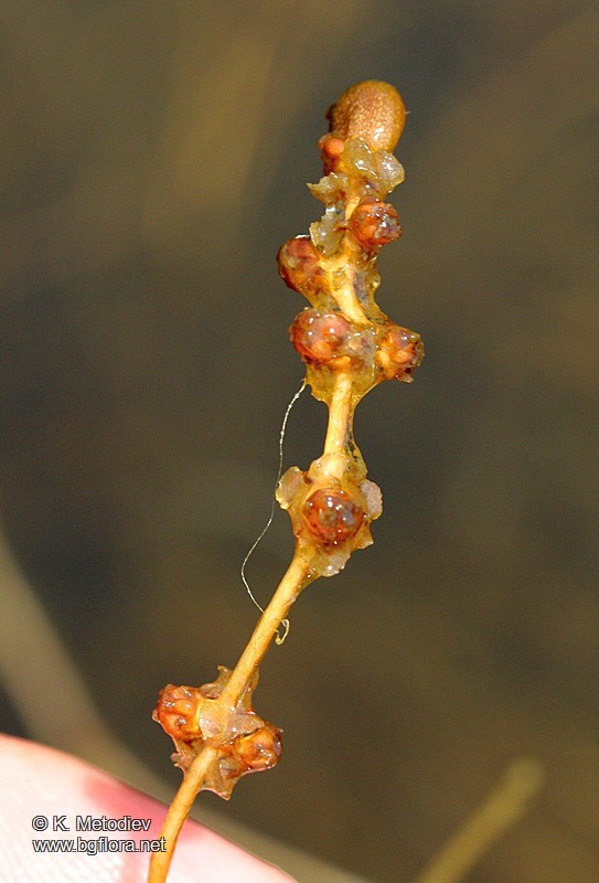 Potamogeton pectinatus