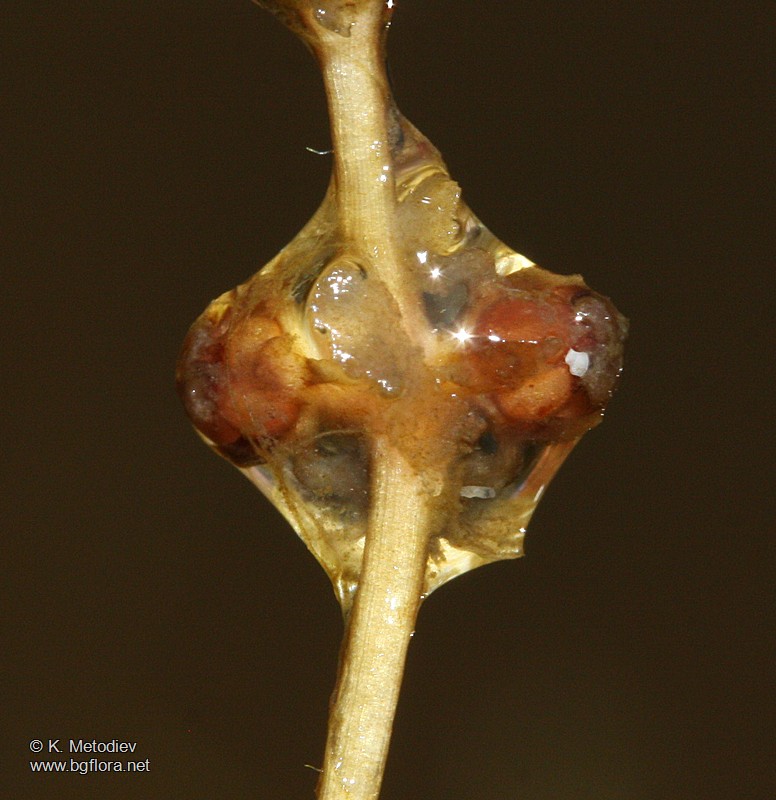 Potamogeton pectinatus