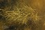 Potamogeton pectinatus