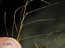Potamogeton pectinatus