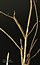 Potamogeton pectinatus