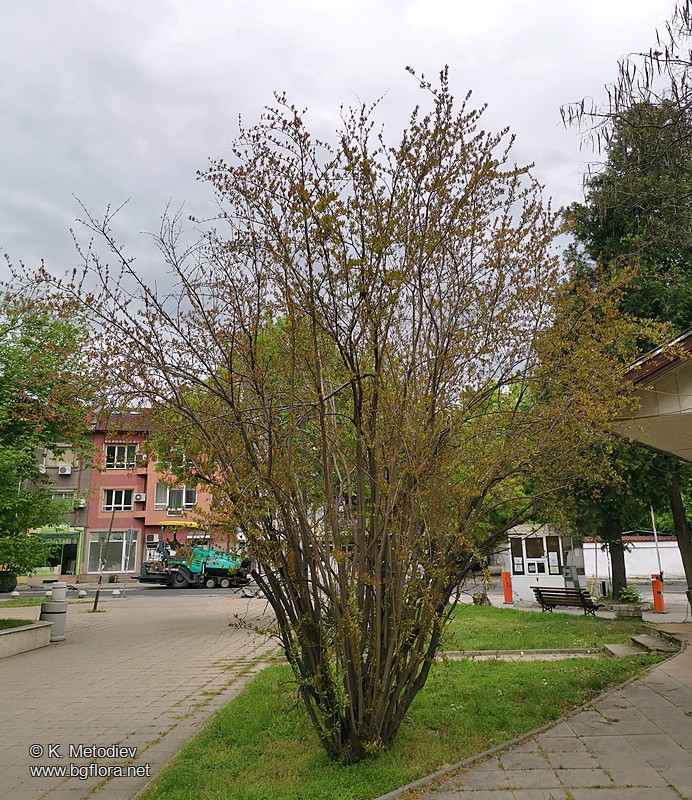 Punica granatum