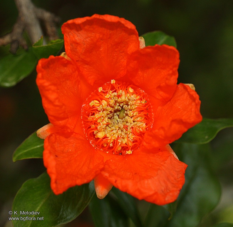 Punica granatum