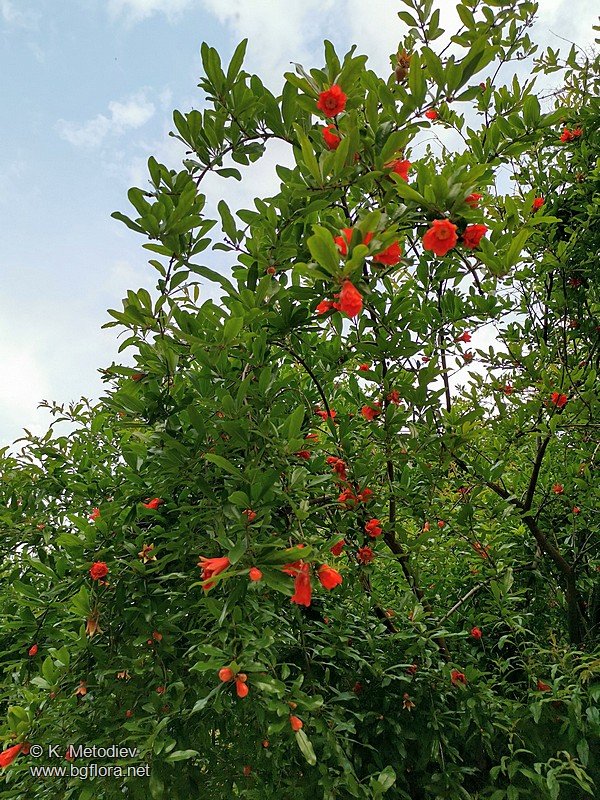 Punica granatum