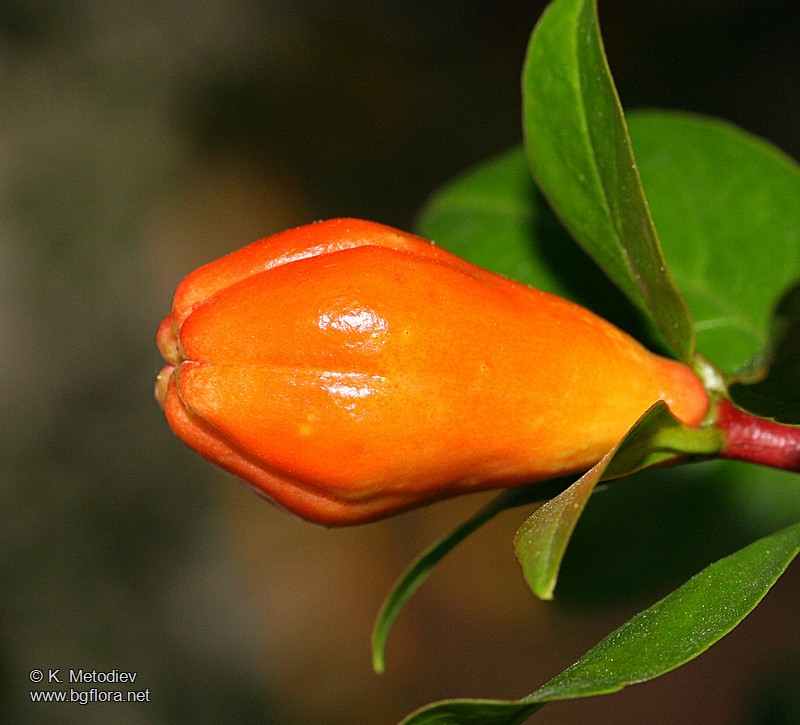Punica granatum