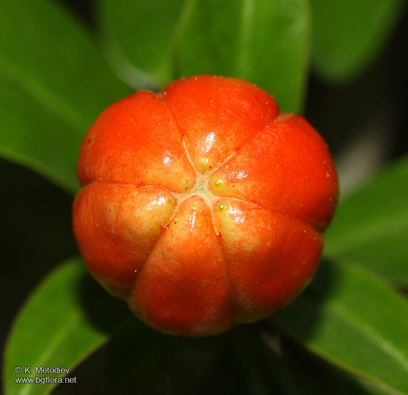 Punica granatum