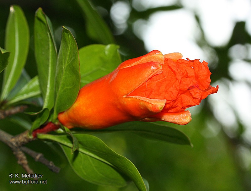 Punica granatum