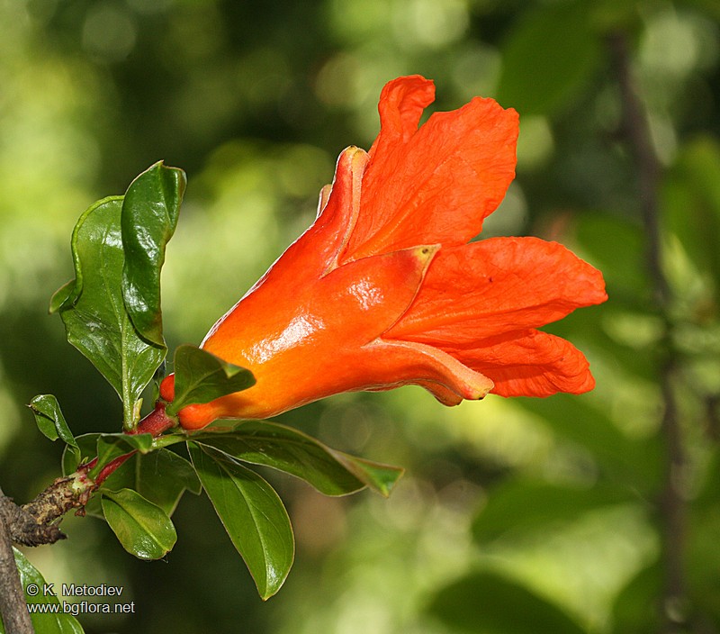 Punica granatum