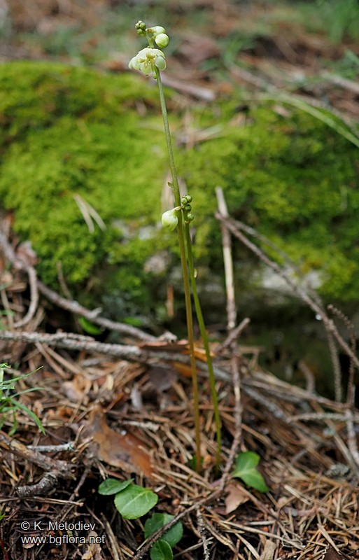 Pyrola chlorantha