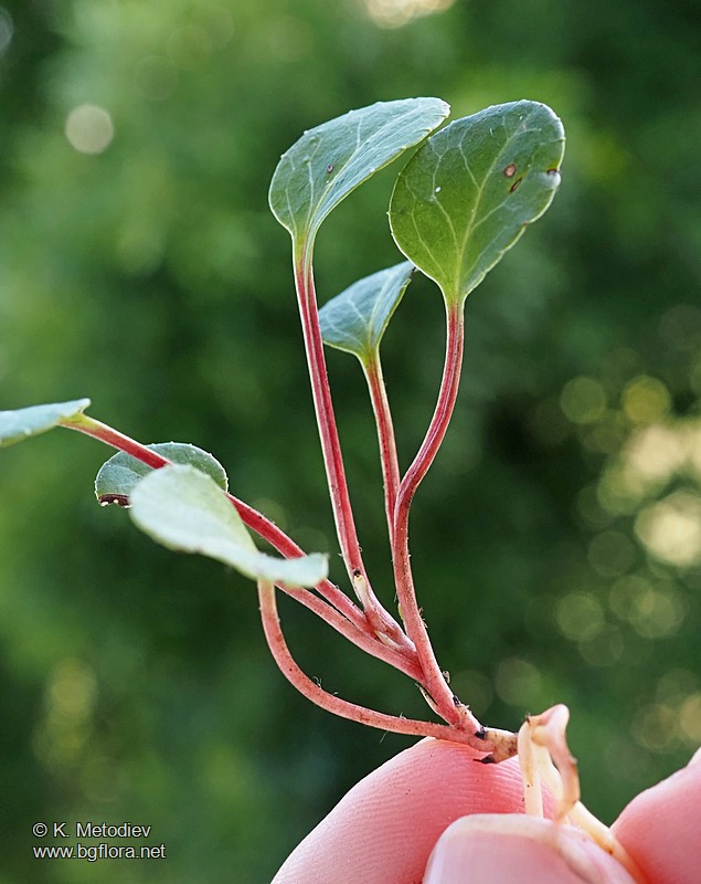 Pyrola chlorantha