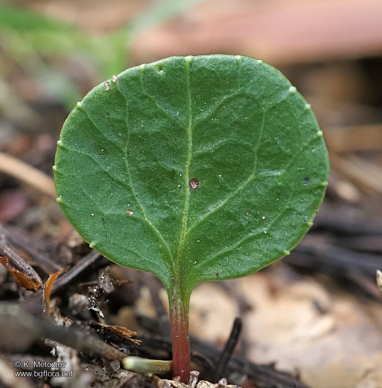 Pyrola chlorantha