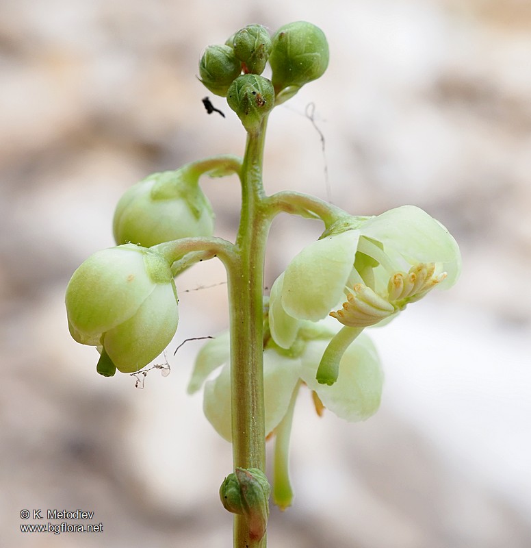 Pyrola chlorantha