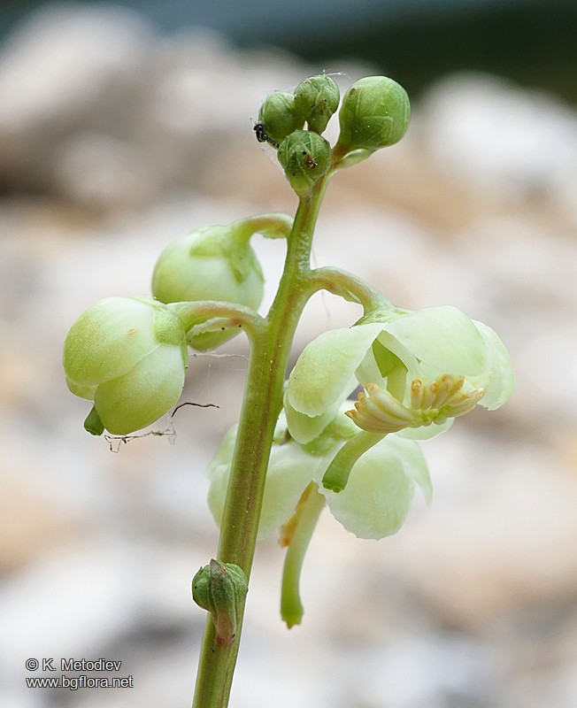 Pyrola chlorantha