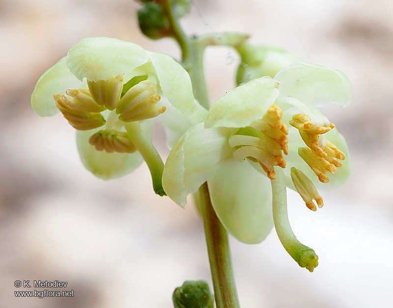 Pyrola chlorantha