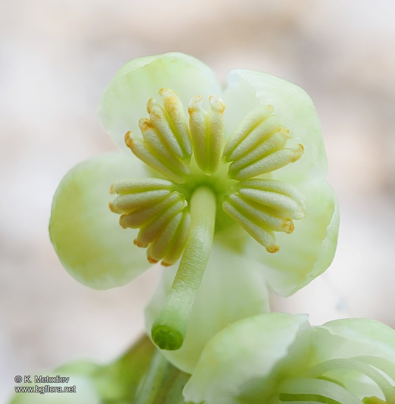 Pyrola chlorantha