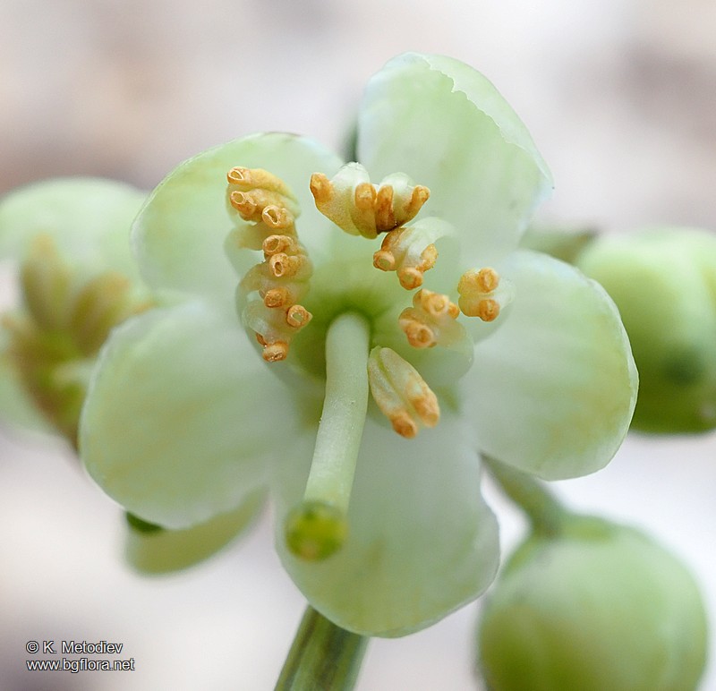 Pyrola chlorantha