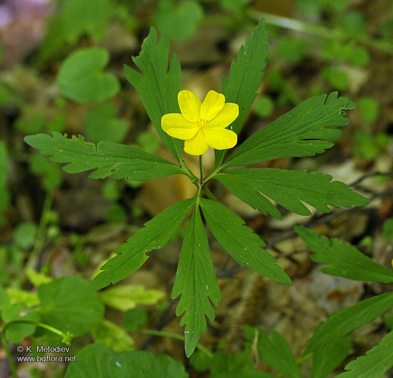 Anemone ranunculoides