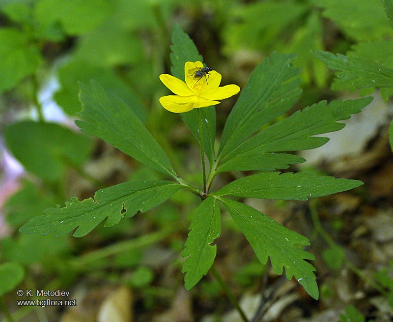 Anemone ranunculoides