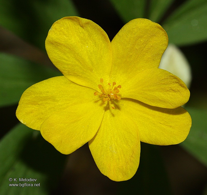 Anemone ranunculoides
