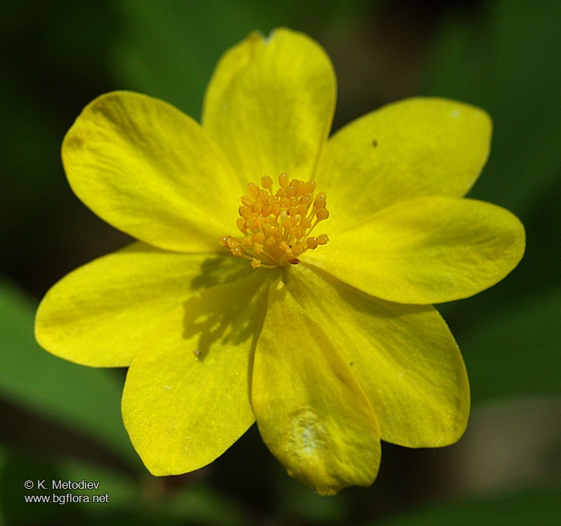 Anemone ranunculoides