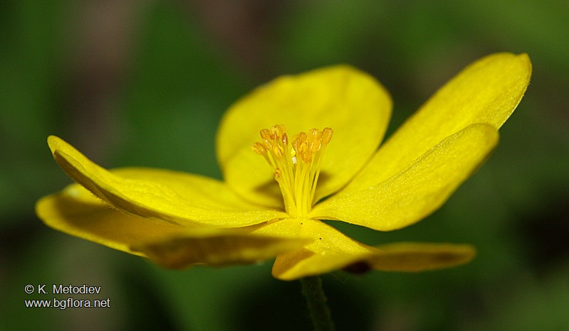 Anemone ranunculoides